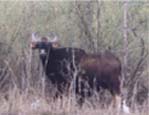 Gava Buffalo Kolhapur